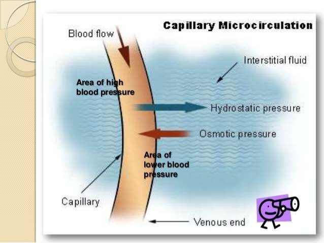 The lymphatic system