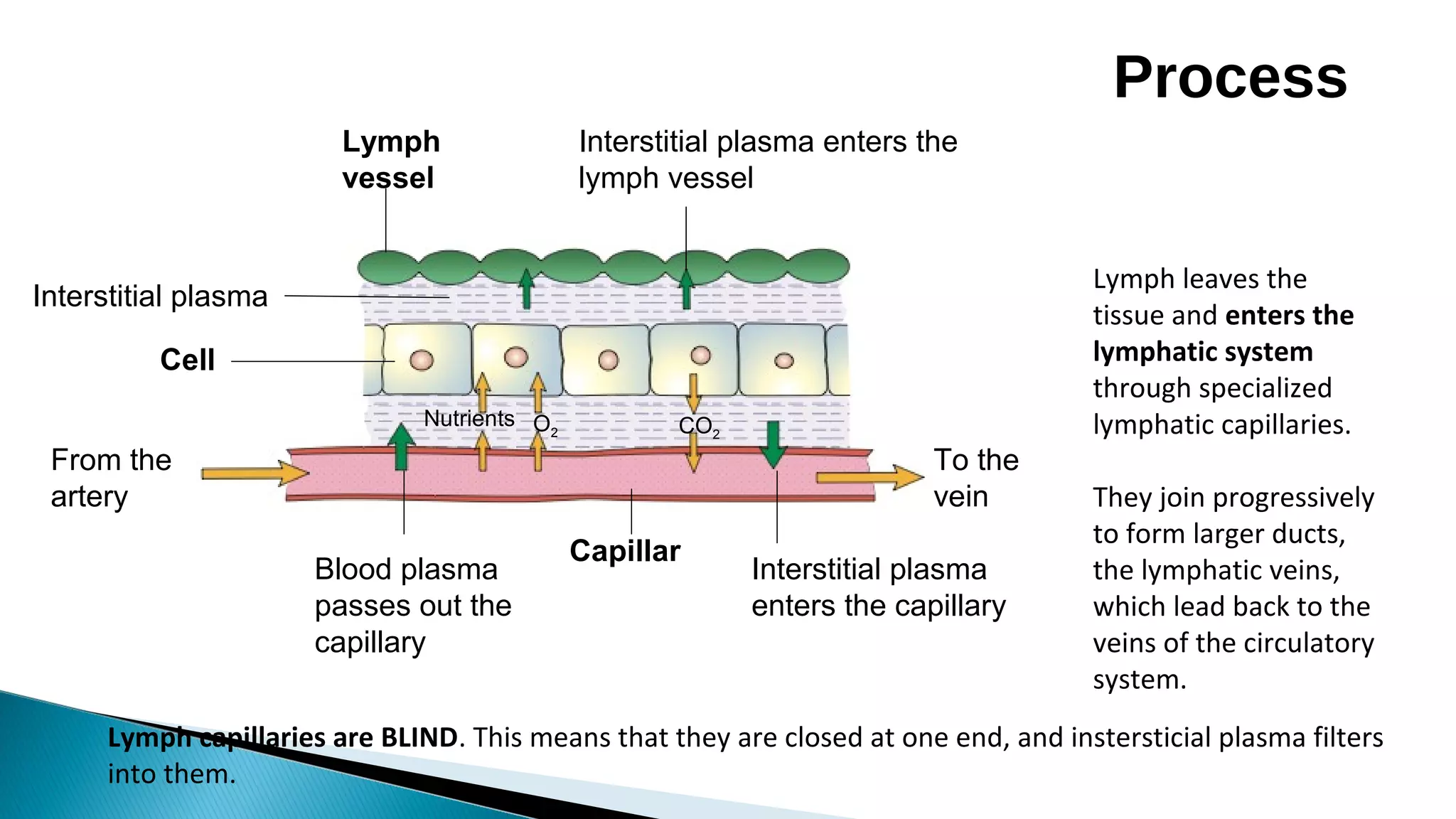 From the
artery
To the
vein
Lymph
vessel
Interstitial plasma enters the
lymph vessel
Interstitial plasma
enters the capillary
Capillar
Blood plasma
passes out the
capillary
Cell
Interstitial plasma
Nutrients O2 CO2
Lymph leaves the
tissue and enters the
lymphatic system
through specialized
lymphatic capillaries.
They join progressively
to form larger ducts,
the lymphatic veins,
which lead back to the
veins of the circulatory
system.
Lymph capillaries are BLIND. This means that they are closed at one end, and instersticial plasma filters
into them.
Process
 