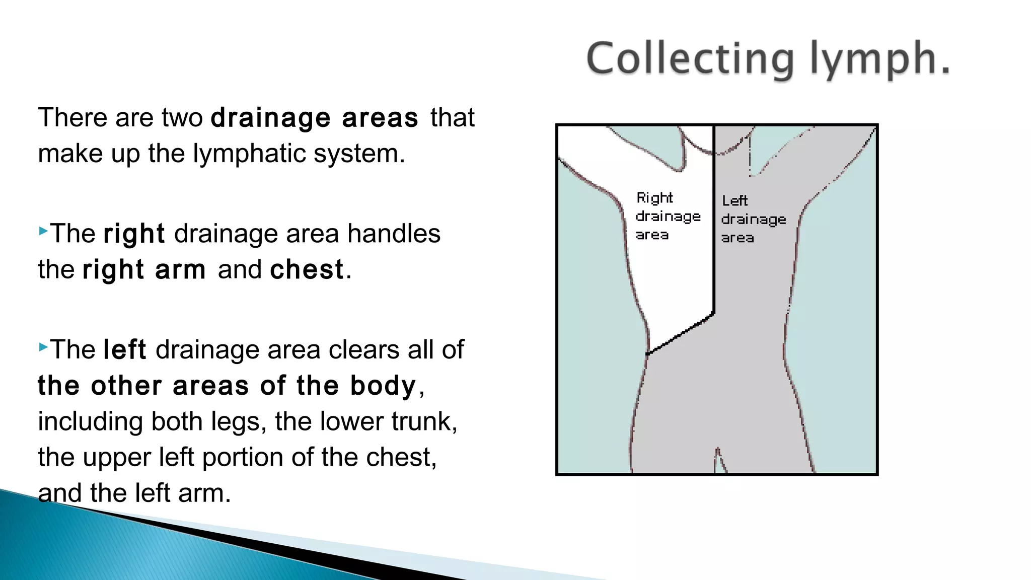 There are two drainage areas that
make up the lymphatic system.
The right drainage area handles
the right arm and chest.
The left drainage area clears all of
the other areas of the body,
including both legs, the lower trunk,
the upper left portion of the chest,
and the left arm.
 