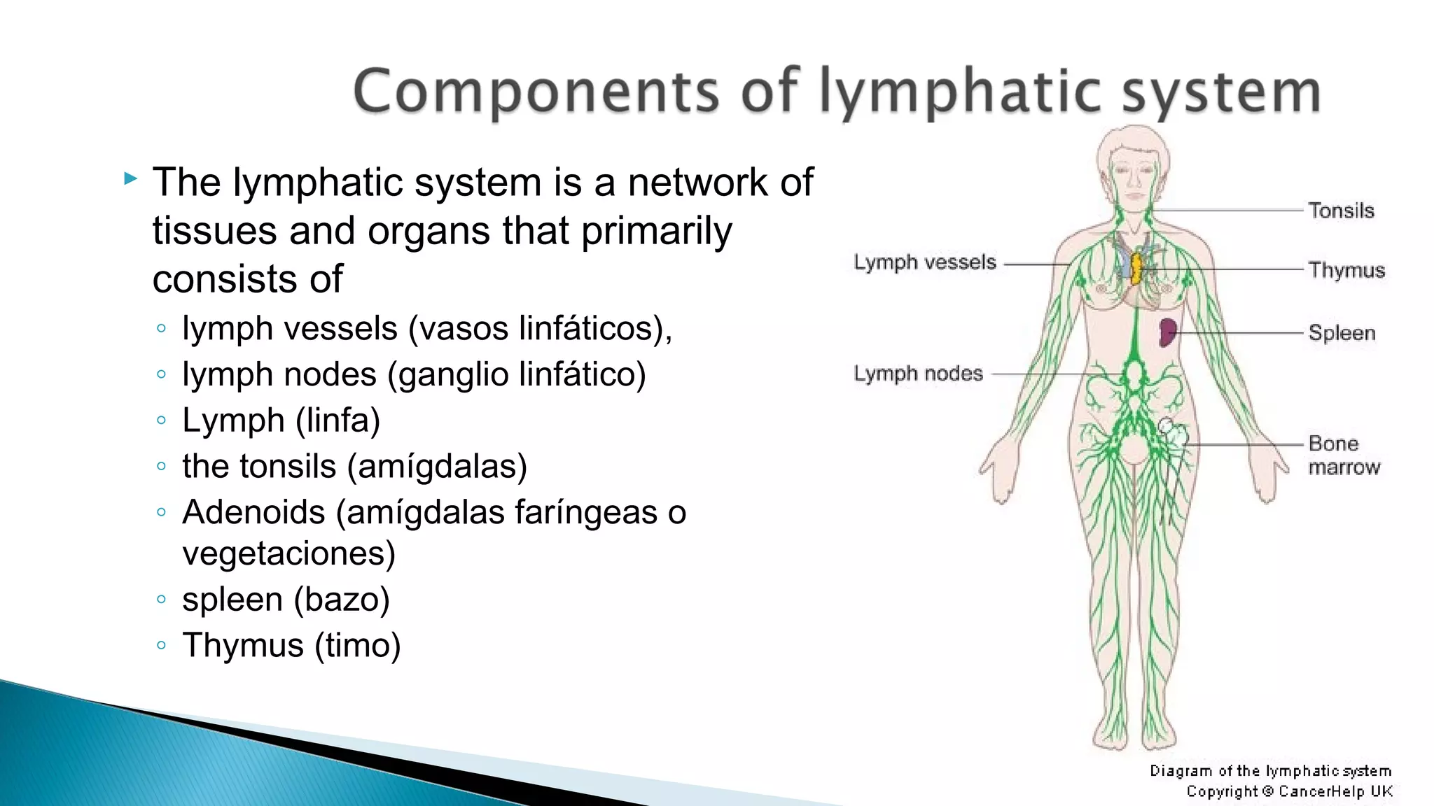  The lymphatic system is a network of
tissues and organs that primarily
consists of
◦ lymph vessels (vasos linfáticos),
◦ lymph nodes (ganglio linfático)
◦ Lymph (linfa)
◦ the tonsils (amígdalas)
◦ Adenoids (amígdalas faríngeas o
vegetaciones)
◦ spleen (bazo)
◦ Thymus (timo)
 