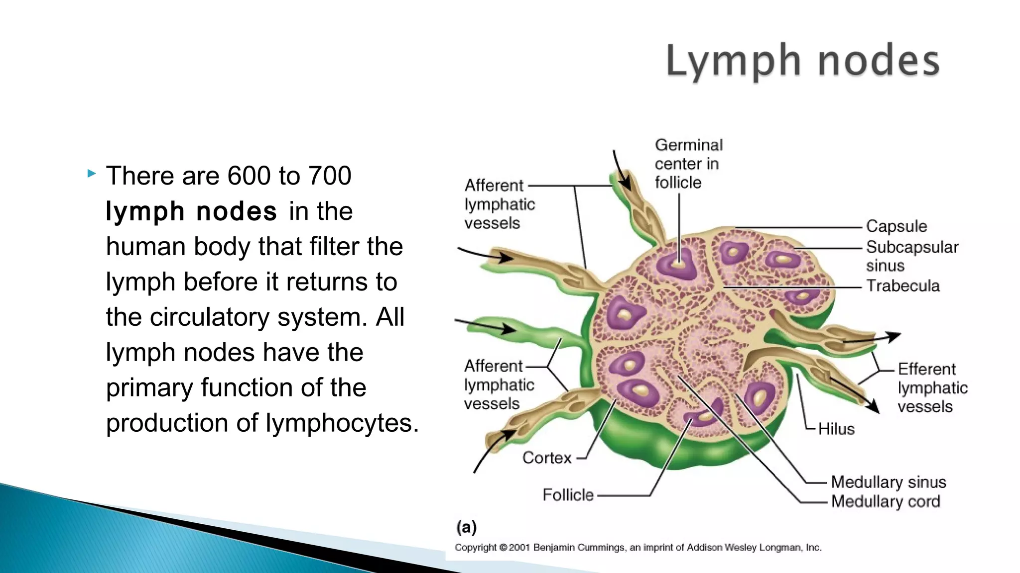  There are 600 to 700
lymph nodes in the
human body that filter the
lymph before it returns to
the circulatory system. All
lymph nodes have the
primary function of the
production of lymphocytes.
 