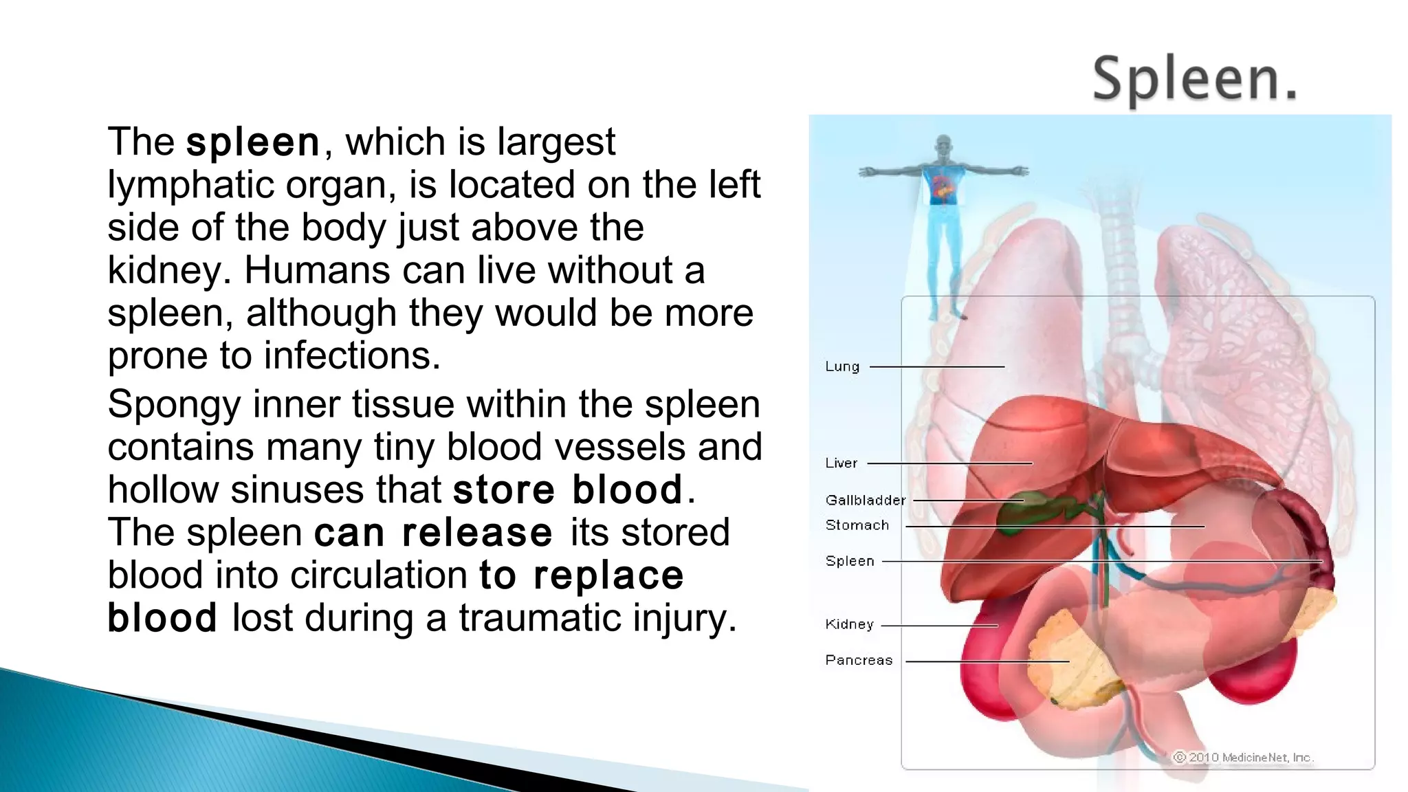 The spleen, which is largest
lymphatic organ, is located on the left
side of the body just above the
kidney. Humans can live without a
spleen, although they would be more
prone to infections.
Spongy inner tissue within the spleen
contains many tiny blood vessels and
hollow sinuses that store blood.
The spleen can release its stored
blood into circulation to replace
blood lost during a traumatic injury.
 