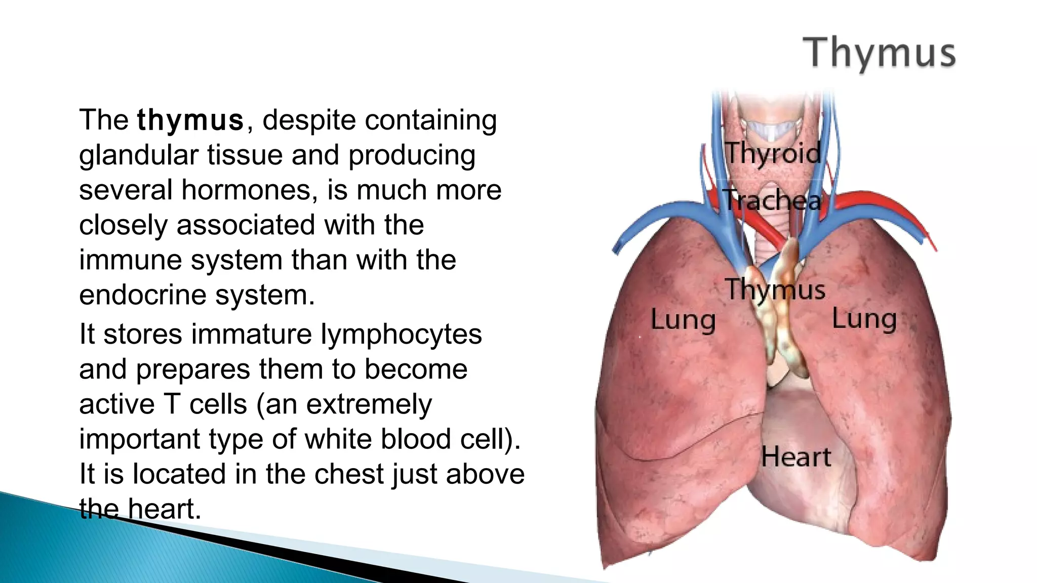 The thymus, despite containing
glandular tissue and producing
several hormones, is much more
closely associated with the
immune system than with the
endocrine system.
It stores immature lymphocytes
and prepares them to become
active T cells (an extremely
important type of white blood cell).
It is located in the chest just above
the heart.
 