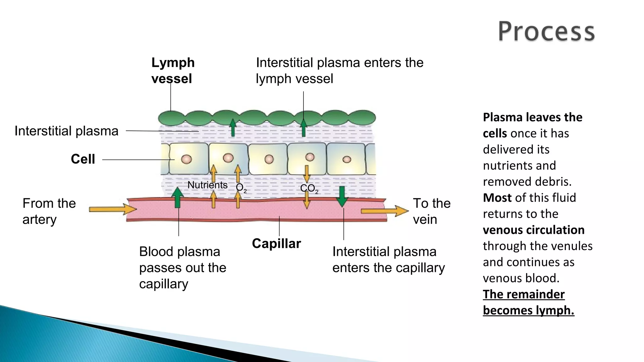 From the
artery
To the
vein
Lymph
vessel
Interstitial plasma enters the
lymph vessel
Interstitial plasma
enters the capillary
Capillar
Blood plasma
passes out the
capillary
Cell
Interstitial plasma
Nutrients O2 CO2
Plasma leaves the
cells once it has
delivered its
nutrients and
removed debris.
Most of this fluid
returns to the
venous circulation
through the venules
and continues as
venous blood.
The remainder
becomes lymph.
 