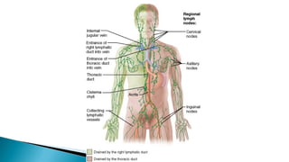 The Lymphatic System