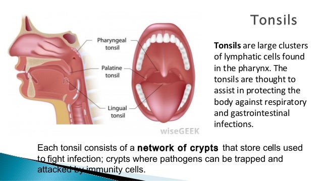 The lymphatic system