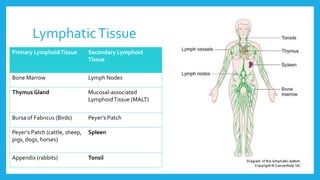 LymphaticTissue
Primary LymphoidTissue Secondary Lymphoid
Tissue
Bone Marrow Lymph Nodes
Thymus Gland Mucosal-associated
LymphoidTissue (MALT)
Bursa of Fabricus (Birds) Peyer’s Patch
Peyer’s Patch (cattle, sheep,
pigs, dogs, horses)
Spleen
Appendix (rabbits) Tonsil
 