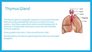 Thymus Gland
The thymus gland is especially important in young animals (late
fetal and early postnatal life) who have immature immune
sytems – the thymus gland kick starts normal development. It
producesT lymphocytes which give rise to the cell mediated
immune response.
It lies caudal to the neck, in the cranial thoracic inlet.
During puberty, the thymus gland regresses and may eventually
disappear.
 