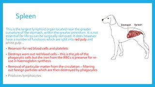 Spleen
This is the largest lymphoid organ located near the greater
curvature of the stomach, within the greater omentum. It is not
essential for life so can be surgically removed. It does however
have a number of functions which are split into red pulp and
white pulp…
• Reservoir for red blood cells and platelets
• Destroys worn out red blood cells – this is the job of the
phagocytic cells but the iron from the RBCs is preserve for re-
use in haemoglobin synthesis
• Removal of particular matter from the circulation – filtering
out foreign particles which are then destroyed by phagocytes
• Produces lymphocytes
 