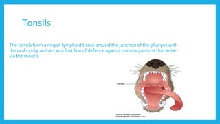 Tonsils
The tonsils form a ring of lymphoid tissue around the junction of the pharynx with
the oral cavity and act as a first line of defence against microorganisms that enter
via the mouth.
 