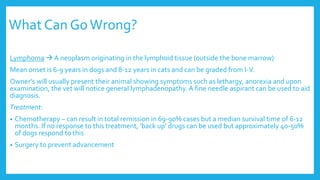What Can GoWrong?
Lymphoma  A neoplasm originating in the lymphoid tissue (outside the bone marrow)
Mean onset is 6-9 years in dogs and 8-12 years in cats and can be graded from I-V.
Owner’s will usually present their animal showing symptoms such as lethargy, anorexia and upon
examination, the vet will notice general lymphadenopathy. A fine needle aspirant can be used to aid
diagnosis.
Treatment:
• Chemotherapy – can result in total remission in 69-90% cases but a median survival time of 6-12
months. If no response to this treatment, ‘back up’ drugs can be used but approximately 40-50%
of dogs respond to this
• Surgery to prevent advancement
 