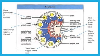 Where lymph
is carried to
the node
Where
lymph is
carried
away
from the
node
Where
lymphocytes
are
produced Hilius –
where the
lymph
vessel
leave
Trabeculae –
support for the
node
 