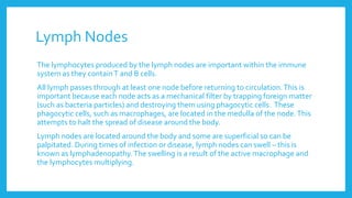 Lymph Nodes
The lymphocytes produced by the lymph nodes are important within the immune
system as they containT and B cells.
All lymph passes through at least one node before returning to circulation.This is
important because each node acts as a mechanical filter by trapping foreign matter
(such as bacteria particles) and destroying them using phagocytic cells. These
phagocytic cells, such as macrophages, are located in the medulla of the node.This
attempts to halt the spread of disease around the body.
Lymph nodes are located around the body and some are superficial so can be
palpitated. During times of infection or disease, lymph nodes can swell – this is
known as lymphadenopathy.The swelling is a result of the active macrophage and
the lymphocytes multiplying.
 