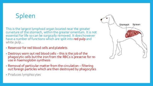 The Lymphatic System
