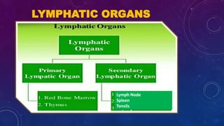 LYMPHATIC ORGANS
Lymph Node
Spleen
Tonsils
 