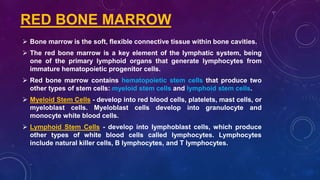  Bone marrow is the soft, flexible connective tissue within bone cavities.
 The red bone marrow is a key element of the lymphatic system, being
one of the primary lymphoid organs that generate lymphocytes from
immature hematopoietic progenitor cells.
 Red bone marrow contains hematopoietic stem cells that produce two
other types of stem cells: myeloid stem cells and lymphoid stem cells.
 Myeloid Stem Cells - develop into red blood cells, platelets, mast cells, or
myeloblast cells. Myeloblast cells develop into granulocyte and
monocyte white blood cells.
 Lymphoid Stem Cells - develop into lymphoblast cells, which produce
other types of white blood cells called lymphocytes. Lymphocytes
include natural killer cells, B lymphocytes, and T lymphocytes.
RED BONE MARROW
 