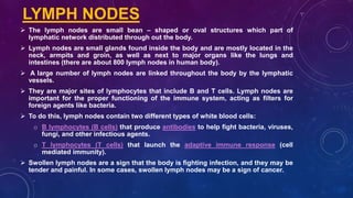  The lymph nodes are small bean – shaped or oval structures which part of
lymphatic network distributed through out the body.
 Lymph nodes are small glands found inside the body and are mostly located in the
neck, armpits and groin, as well as next to major organs like the lungs and
intestines (there are about 800 lymph nodes in human body).
 A large number of lymph nodes are linked throughout the body by the lymphatic
vessels.
 They are major sites of lymphocytes that include B and T cells. Lymph nodes are
important for the proper functioning of the immune system, acting as filters for
foreign agents like bacteria.
 To do this, lymph nodes contain two different types of white blood cells:
o B lymphocytes (B cells) that produce antibodies to help fight bacteria, viruses,
fungi, and other infectious agents.
o T lymphocytes (T cells) that launch the adaptive immune response (cell
mediated immunity).
 Swollen lymph nodes are a sign that the body is fighting infection, and they may be
tender and painful. In some cases, swollen lymph nodes may be a sign of cancer.
LYMPH NODES
 