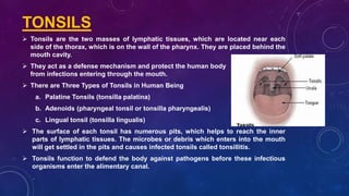  Tonsils are the two masses of lymphatic tissues, which are located near each
side of the thorax, which is on the wall of the pharynx. They are placed behind the
mouth cavity.
 They act as a defense mechanism and protect the human body
from infections entering through the mouth.
 There are Three Types of Tonsils in Human Being
a. Palatine Tonsils (tonsilla palatina)
b. Adenoids (pharyngeal tonsil or tonsilla pharyngealis)
c. Lingual tonsil (tonsilla lingualis)
 The surface of each tonsil has numerous pits, which helps to reach the inner
parts of lymphatic tissues. The microbes or debris which enters into the mouth
will get settled in the pits and causes infected tonsils called tonsillitis.
 Tonsils function to defend the body against pathogens before these infectious
organisms enter the alimentary canal.
TONSILS
 