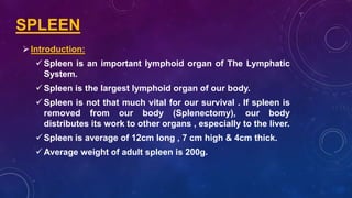 SPLEEN
Introduction:
 Spleen is an important lymphoid organ of The Lymphatic
System.
 Spleen is the largest lymphoid organ of our body.
 Spleen is not that much vital for our survival . If spleen is
removed from our body (Splenectomy), our body
distributes its work to other organs , especially to the liver.
 Spleen is average of 12cm long , 7 cm high & 4cm thick.
 Average weight of adult spleen is 200g.
 