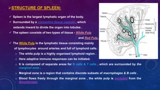 STRUCTURE OF SPLEEN:
 Spleen is the largest lymphatic organ of the body.
 Surrounded by a connective tissue capsule , which
extends inward to divide the organ into lobules .
 The spleen consists of two types of tissue - White Pulp
and Red Pulp .
 The White Pulp is the lymphatic tissue consisting mainly
of lymphocytes around arteries and full of lymphoid cells .
o The white pulp is a highly organized lymphoid region .
o Here adaptive immune responses can be initiated.
o It is composed of separate areas for B cells & T cells , which are surrounded by the
marginal zone .
o Marginal zone is a region that contains discrete subsets of macrophages & B cells .
o Blood flows freely through the marginal zone , the white pulp is excluded from the
Bloodstream.
 