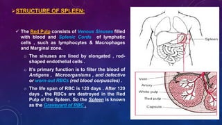  The Red Pulp consists of Venous Sinuses filled
with blood and Splenic Cords of lymphatic
cells , such as lymphocytes & Macrophages
and Marginal zone.
o The sinuses are lined by elongated , rod-
shaped endothelial cells .
o It’s primary function is to filter the blood of
Antigens , Microorganisms , and defective
or worn-out RBCs (red blood corpuscles) .
o The life span of RBC is 120 days . After 120
days , the RBCs are destroyed in the Red
Pulp of the Spleen. So the Spleen is known
as the Graveyard of RBC .
STRUCTURE OF SPLEEN:
 