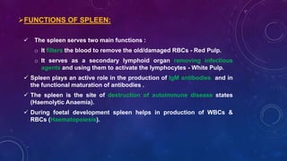 FUNCTIONS OF SPLEEN:
 The spleen serves two main functions :
o It filters the blood to remove the old/damaged RBCs - Red Pulp.
o It serves as a secondary lymphoid organ removing infectious
agents and using them to activate the lymphocytes - White Pulp.
 Spleen plays an active role in the production of IgM antibodies and in
the functional maturation of antibodies .
 The spleen is the site of destruction of autoimmune disease states
(Haemolytic Anaemia).
 During foetal development spleen helps in production of WBCs &
RBCs (Haematopoiesis).
 