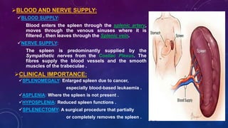 BLOOD AND NERVE SUPPLY:
BLOOD SUPPLY:
Blood enters the spleen through the splenic artery,
moves through the venous sinuses where it is
filtered , then leaves through the Splenic vein.
NERVE SUPPLY:
The spleen is predominantly supplied by the
Sympathetic nerves from the Coeliac Plexus. The
fibres supply the blood vessels and the smooth
muscles of the trabeculae .
CLINICAL IMPORTANCE:
SPLENOMEGALY: Enlarged spleen due to cancer,
especially blood-based leukaemia .
ASPLENIA: Where the spleen is not present .
HYPOSPLENIA: Reduced spleen functions .
SPLENECTOMY: A surgical procedure that partially
or completely removes the spleen .
 