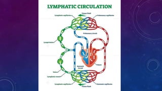 THE LYMPHATIC SYSTEM// LYMPH CIRCULATION//LYMPH VESSELS// LYMPH ORGANS 