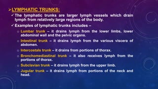 LYMPHATIC TRUNKS:
 The lymphatic trunks are larger lymph vessels which drain
lymph from relatively large regions of the body.
 Examples of lymphatic trunks includes –
o Lumbar trunk – it drains lymph from the lower limbs, lower
abdominal wall and the pelvic organs.
o Intestinal trunk – it drains lymph from the various viscera of
abdomen.
o Intercostals trunk – it drains from portions of thorax.
o Bronchomediastinal trunk – it also receives lymph from the
portions of thorax.
o Subclavian trunk – it drains lymph from the upper limb.
o Jugular trunk – it drains lymph from portions of the neck and
head.
 