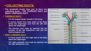  The lymphatic trunks then join to form two
collecting ducts – THE THORACIC DUCT and
RIGHT LYMPHATIC DUCT.
 THORACIC DUCT:
o It is the largest lymph vessels in the body.
o It carries lymph from both sides of the body
below the diaphragm and from the left side
above the diaphragm.
o The thoracic duct ends by opening into the
junction of the left Subclavian vein and the
internal jugular vein.
 RIGHT LYMPHATIC DUCT:
o It drains lymph from the right half of the body
above the diaphragm.
o The right lymphatic duct ends by opening into
the right Subclavian vein.
COLLECTING DUCTS:
 