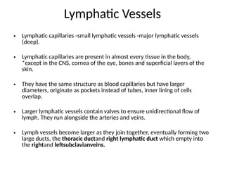 Lymphatic Vessels
• Lymphatic capillaries -small lymphatic vessels -major lymphatic vessels
(deep).
• Lymphatic capillaries are present in almost every tissue in the body,
*except in the CNS, cornea of the eye, bones and superficial layers of the
skin.
• They have the same structure as blood capillaries but have larger
diameters, originate as pockets instead of tubes, inner lining of cells
overlap.
• Larger lymphatic vessels contain valves to ensure unidirectional flow of
lymph. They run alongside the arteries and veins.
• Lymph vessels become larger as they join together, eventually forming two
large ducts, the thoracic ductand right lymphatic duct which empty into
the rightand leftsubclavianveins.
 
