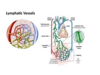 Lymphatic Vessels
 