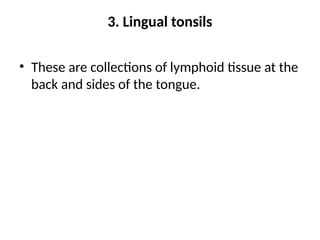 3. Lingual tonsils
• These are collections of lymphoid tissue at the
back and sides of the tongue.
 