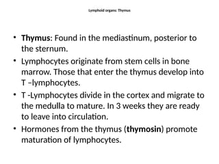 Lymphoid organs: Thymus
• Thymus: Found in the mediastinum, posterior to
the sternum.
• Lymphocytes originate from stem cells in bone
marrow. Those that enter the thymus develop into
T –lymphocytes.
• T -Lymphocytes divide in the cortex and migrate to
the medulla to mature. In 3 weeks they are ready
to leave into circulation.
• Hormones from the thymus (thymosin) promote
maturation of lymphocytes.
 