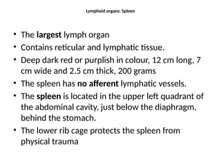 Lymphoid organs: Spleen
• The largest lymph organ
• Contains reticular and lymphatic tissue.
• Deep dark red or purplish in colour, 12 cm long, 7
cm wide and 2.5 cm thick, 200 grams
• The spleen has no afferent lymphatic vessels.
• The spleen is located in the upper left quadrant of
the abdominal cavity, just below the diaphragm,
behind the stomach.
• The lower rib cage protects the spleen from
physical trauma
 