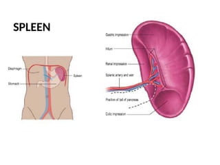 SPLEEN
 