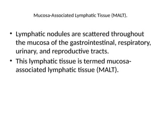 Mucosa-Associated Lymphatic Tissue (MALT).
• Lymphatic nodules are scattered throughout
the mucosa of the gastrointestinal, respiratory,
urinary, and reproductive tracts.
• This lymphatic tissue is termed mucosa-
associated lymphatic tissue (MALT).
 