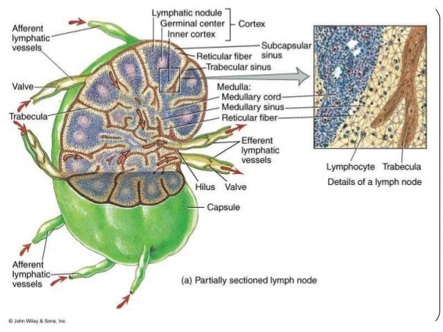 The lymphatic system 08