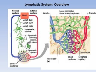 The Lymphatic System & Lymphoid Organs And Tissues | PDF