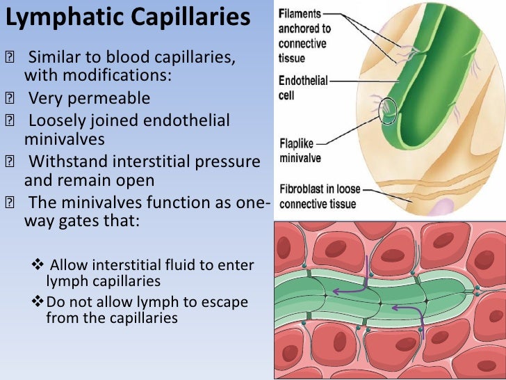 The Lymphatic System & Lymphoid Organs And Tissues