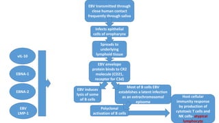 EBV transmitted through
close human contact
frequently through saliva
Infects epithelial
cells of oropharynx
Spreads to
underlying
lymphoid tissue
EBV envelope
protein binds to CR2
molecule (CD21,
receptor for C3d)
EBV induces
lysis of some
of B cells
Most of B cells EBV
establishes a latent infection
as an extrachromosomal
episome
Polyclonal
activation of B cells
Host cellular
immunity response
by production of
cytotoxic T cells and
NK cells- atypical
lymphocyte
EBNA-1
EBNA-2
EBV
LMP-1
vIL-10
 