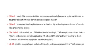 • EBNA-1 : binds EBV genome to Host genome ensuring viral genome to be partitioned to
daughter cells of infected parent cells during cell division
• EBNA-2 : promotes B cell replication and activation by activating transcription of certain
host proteins like cyclins
• EBV LMP-1 : it is a mimicker of CD40 molecule binding to TNF receptor associated factors
(TRAFs) and adaptor proteins activating NF-kB and JAK-STAT pathway leading to B cell
activation. Also inhibits apoptosis by activating bcl-2
• vIL-10: inhibits macrophages and dendritic cells and suppresses antiviral T cell responses
 