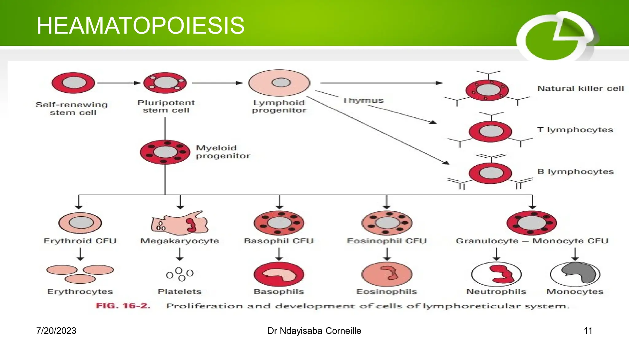 HEAMATOPOIESIS
7/20/2023 Dr Ndayisaba Corneille 11
 