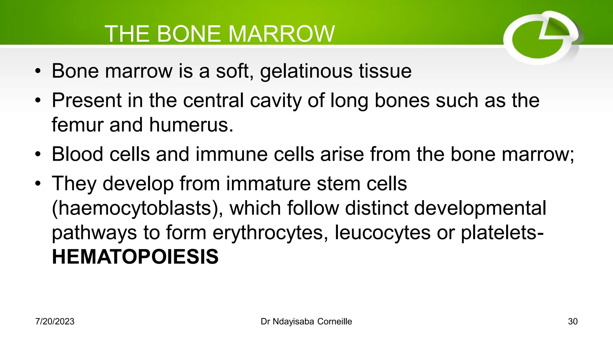 THE BONE MARROW
• Bone marrow is a soft, gelatinous tissue
• Present in the central cavity of long bones such as the
femur and humerus.
• Blood cells and immune cells arise from the bone marrow;
• They develop from immature stem cells
(haemocytoblasts), which follow distinct developmental
pathways to form erythrocytes, leucocytes or platelets-
HEMATOPOIESIS
7/20/2023 Dr Ndayisaba Corneille 30
 