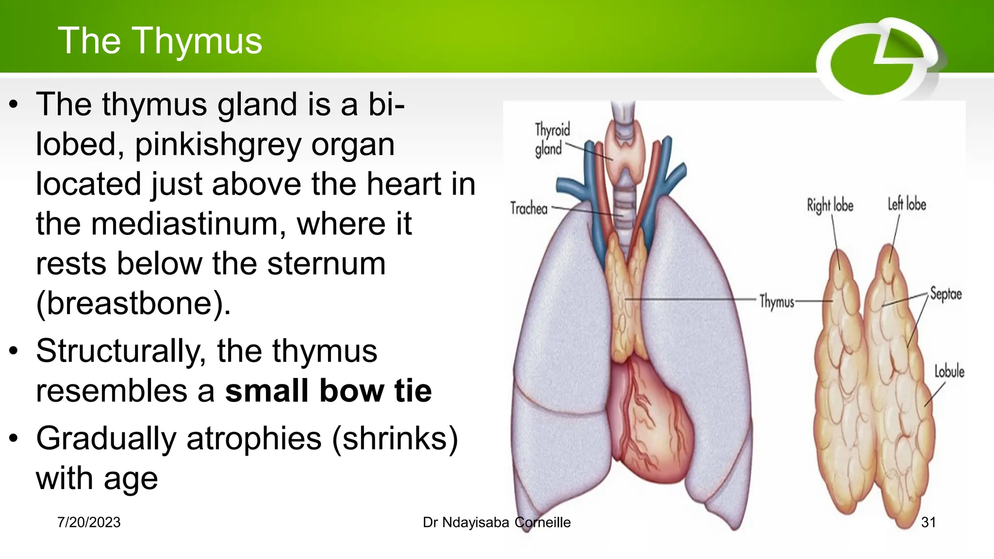 The Thymus
• The thymus gland is a bi-
lobed, pinkishgrey organ
located just above the heart in
the mediastinum, where it
rests below the sternum
(breastbone).
• Structurally, the thymus
resembles a small bow tie
• Gradually atrophies (shrinks)
with age
7/20/2023 Dr Ndayisaba Corneille 31
 