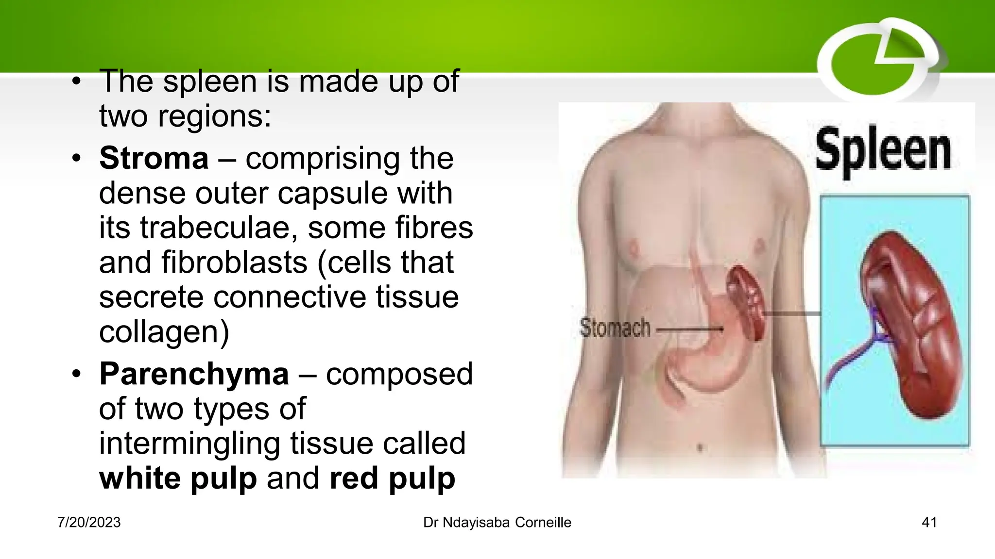 • The spleen is made up of
two regions:
• Stroma – comprising the
dense outer capsule with
its trabeculae, some fibres
and fibroblasts (cells that
secrete connective tissue
collagen)
• Parenchyma – composed
of two types of
intermingling tissue called
white pulp and red pulp
7/20/2023 Dr Ndayisaba Corneille 41
 