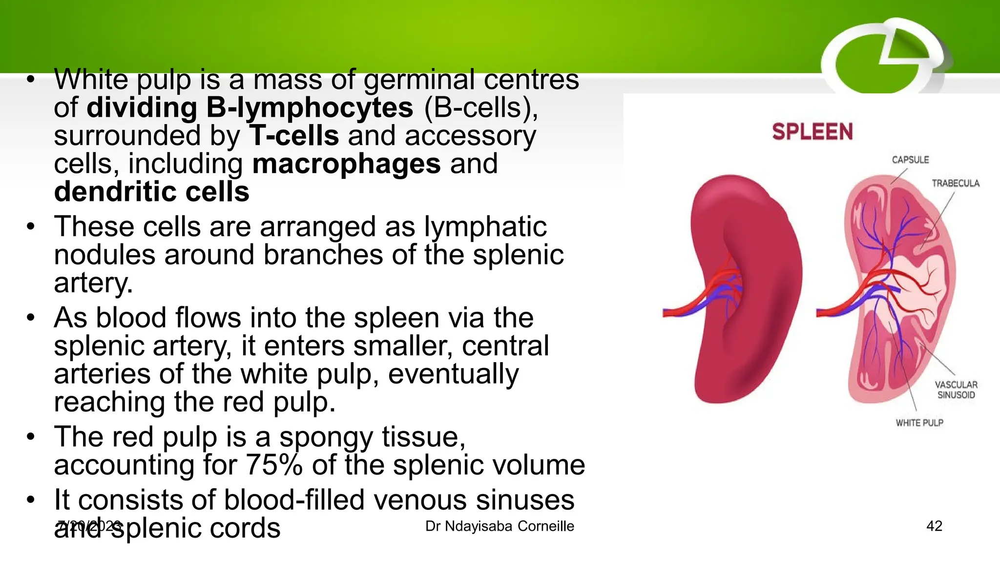 • White pulp is a mass of germinal centres
of dividing B-lymphocytes (B-cells),
surrounded by T-cells and accessory
cells, including macrophages and
dendritic cells
• These cells are arranged as lymphatic
nodules around branches of the splenic
artery.
• As blood flows into the spleen via the
splenic artery, it enters smaller, central
arteries of the white pulp, eventually
reaching the red pulp.
• The red pulp is a spongy tissue,
accounting for 75% of the splenic volume
• It consists of blood-filled venous sinuses
and splenic cords
7/20/2023 Dr Ndayisaba Corneille 42
 