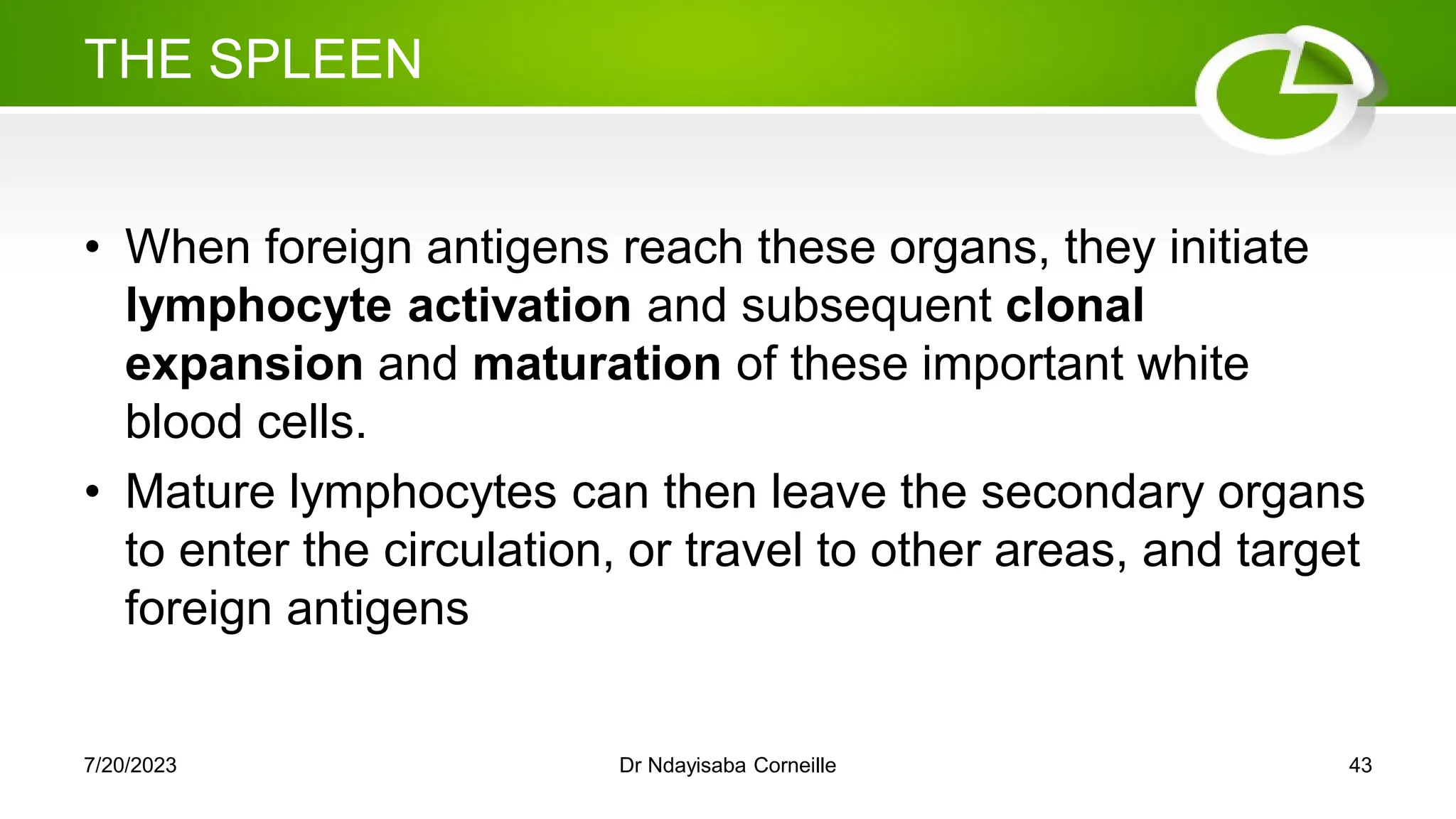 THE SPLEEN
• When foreign antigens reach these organs, they initiate
lymphocyte activation and subsequent clonal
expansion and maturation of these important white
blood cells.
• Mature lymphocytes can then leave the secondary organs
to enter the circulation, or travel to other areas, and target
foreign antigens
7/20/2023 Dr Ndayisaba Corneille 43
 