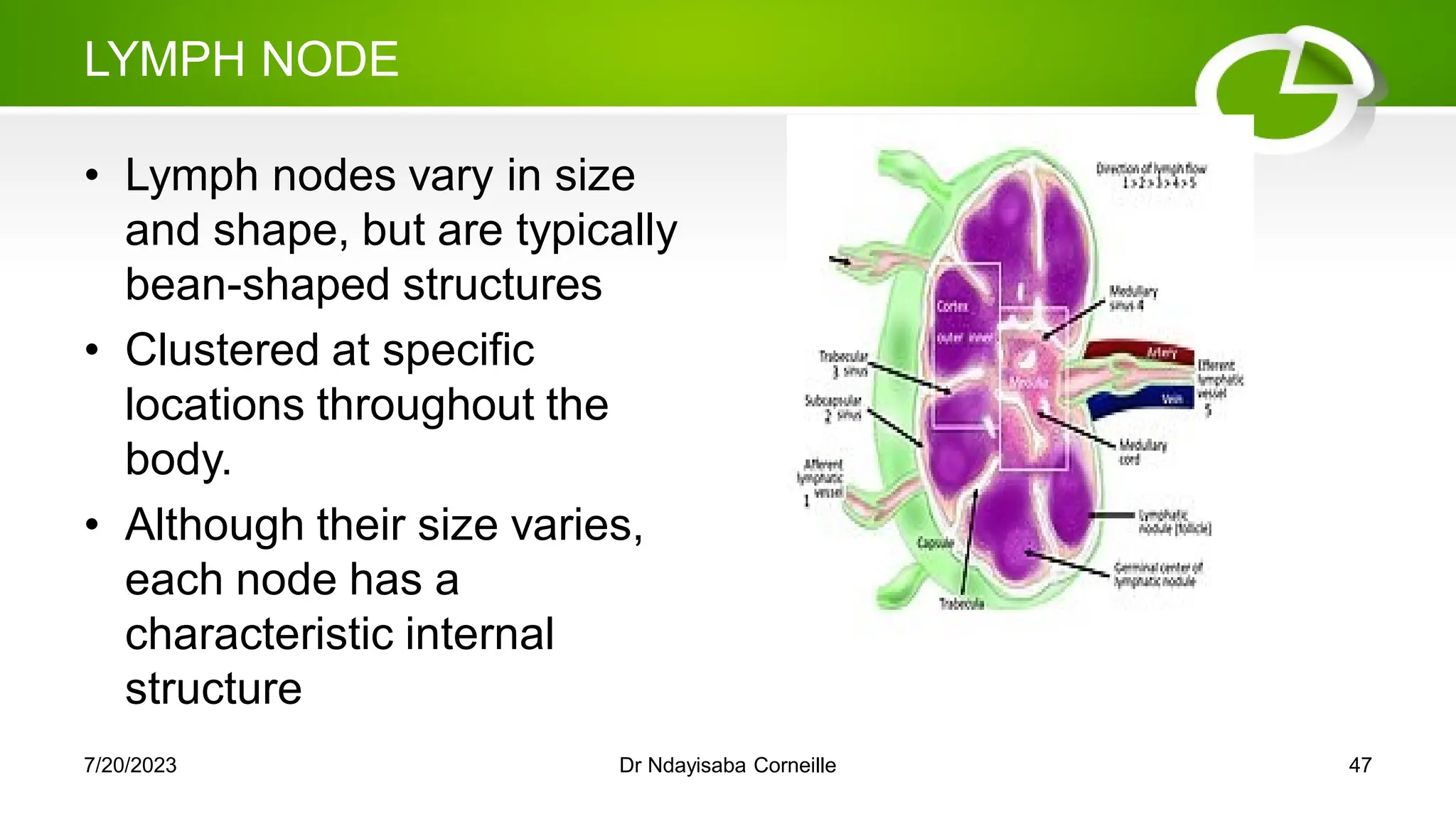 LYMPH NODE
• Lymph nodes vary in size
and shape, but are typically
bean-shaped structures
• Clustered at specific
locations throughout the
body.
• Although their size varies,
each node has a
characteristic internal
structure
7/20/2023 Dr Ndayisaba Corneille 47
 