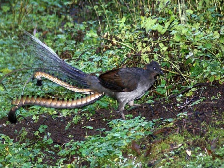 The Lyrebird